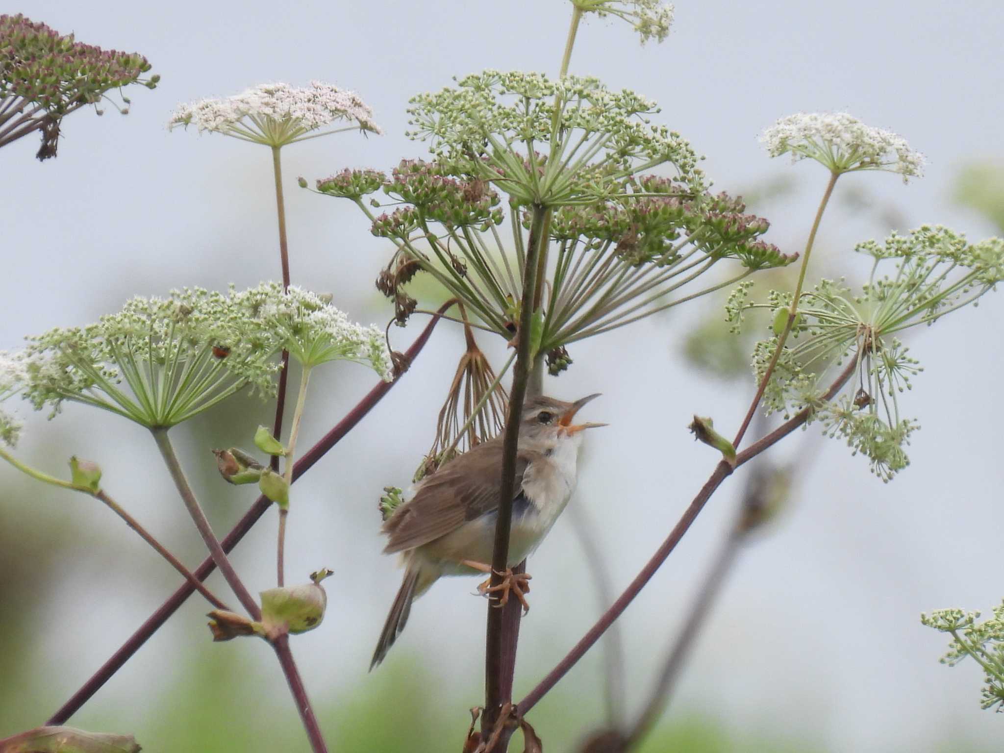 Middendorff's Grasshopper Warbler