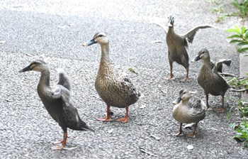 Sun, 7/23/2023 Birding report at Machida Yakushiike Park