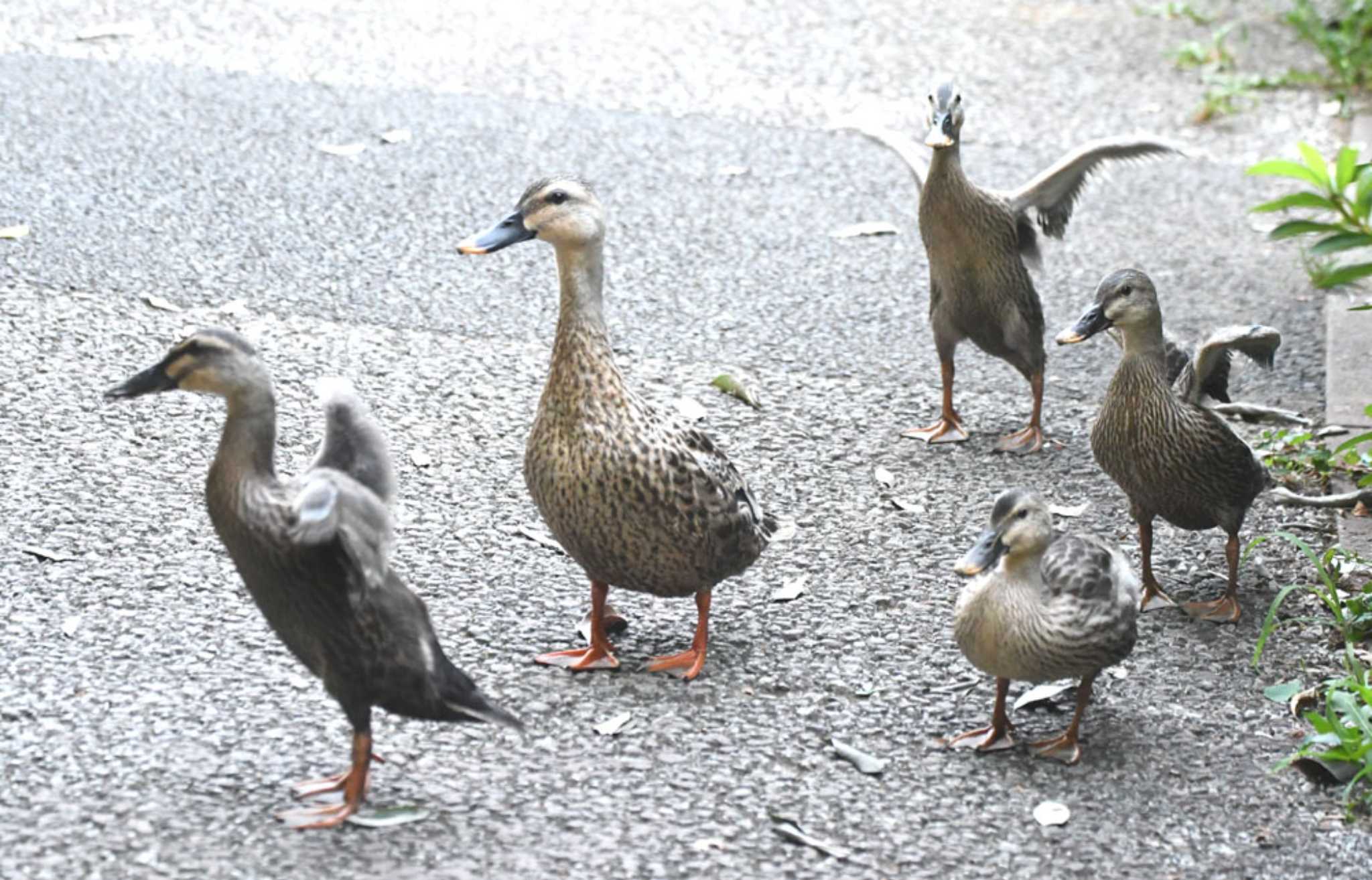 Eastern Spot-billed Duck