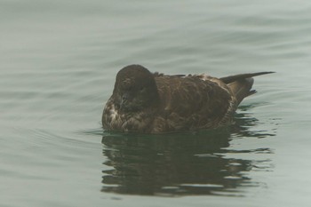 Short-tailed Shearwater 落石ネイチャークルーズ Fri, 6/16/2023