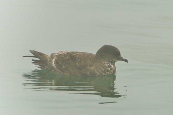 Short-tailed Shearwater 落石ネイチャークルーズ Fri, 6/16/2023