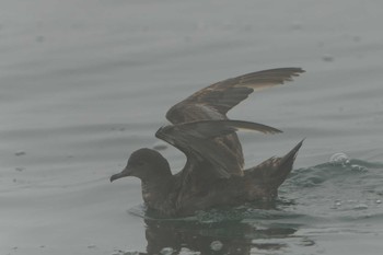 Short-tailed Shearwater 落石ネイチャークルーズ Fri, 6/16/2023