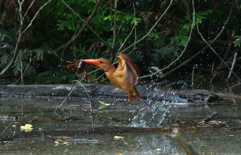 Ruddy Kingfisher Unknown Spots Fri, 7/21/2023