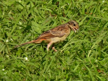 Meadow Bunting 各務野自然遺産の森 Mon, 7/24/2023