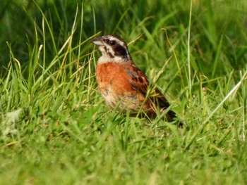 Meadow Bunting 各務野自然遺産の森 Mon, 7/24/2023