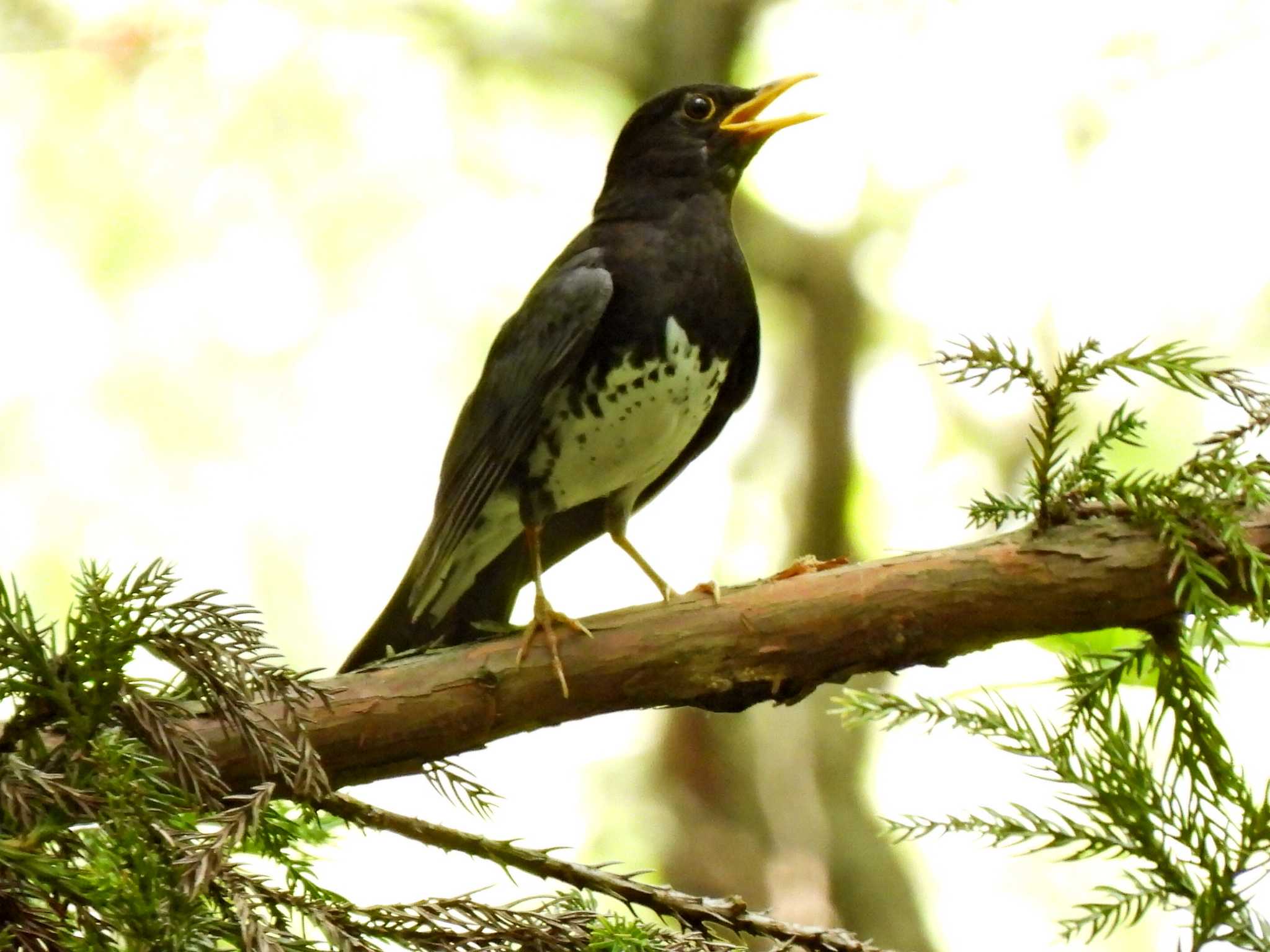 Photo of Japanese Thrush at 各務野自然遺産の森 by 寅次郎