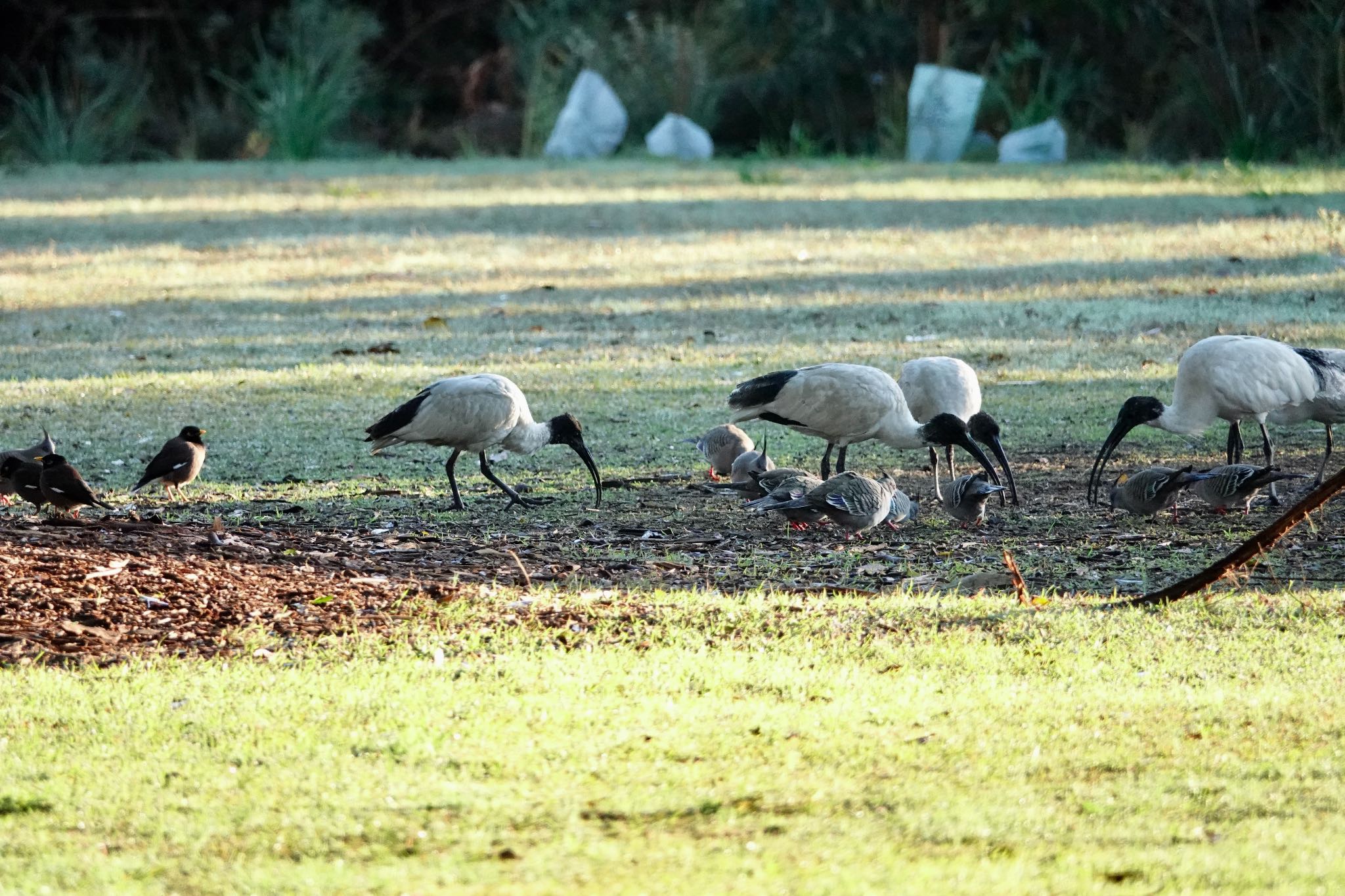 Australian White Ibis