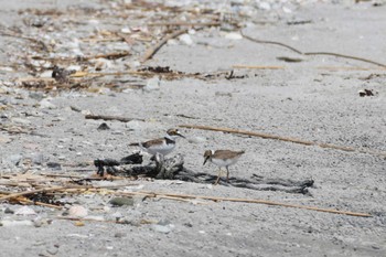 Little Ringed Plover 石川県 Sun, 7/23/2023