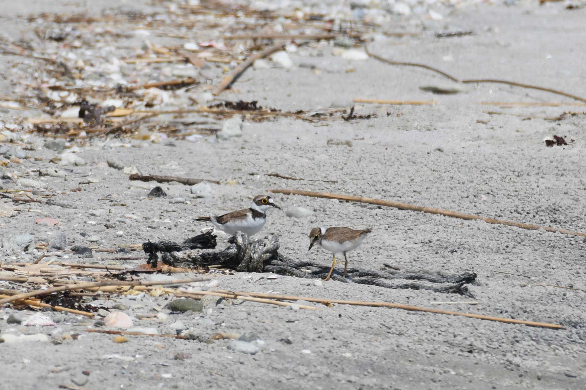 Photo of Little Ringed Plover at 石川県 by Semal