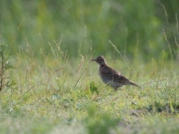 Eurasian Skylark Kirigamine Highland Tue, 7/18/2023