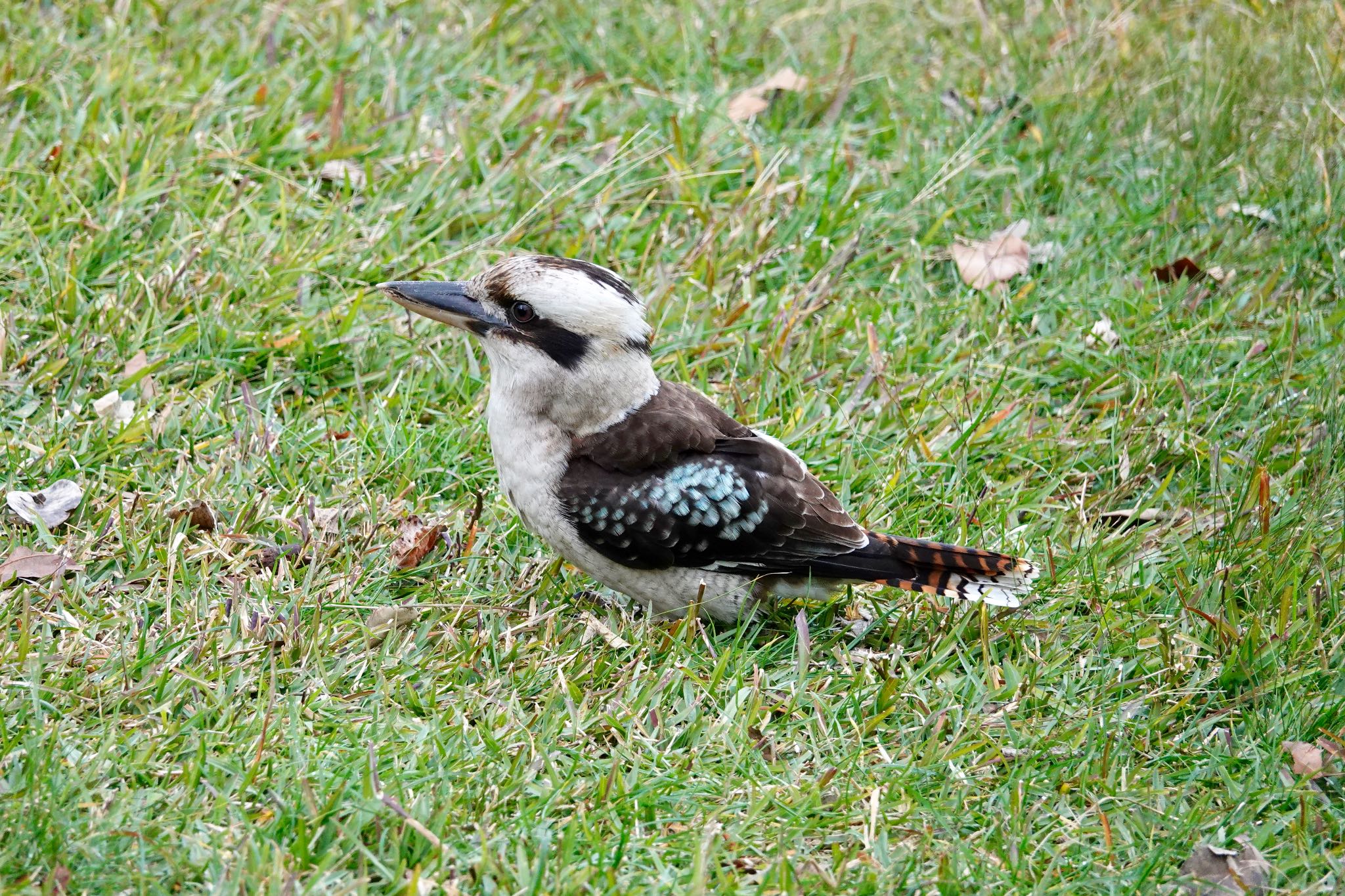 Laughing Kookaburra