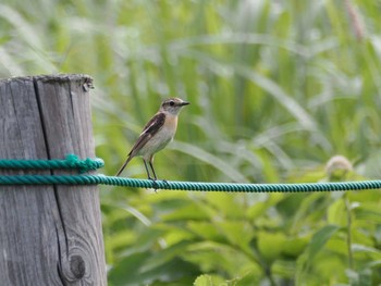 Amur Stonechat Kirigamine Highland Tue, 7/18/2023