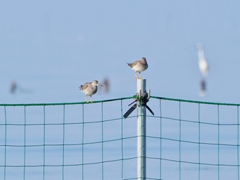 2023年7月23日(日) ふなばし三番瀬海浜公園の野鳥観察記録