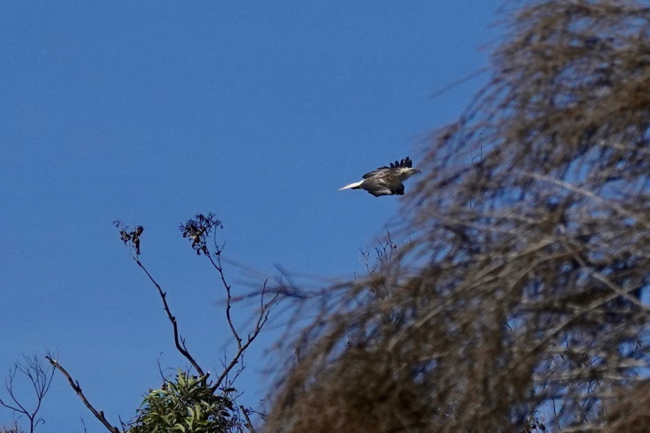 White-bellied Sea Eagle