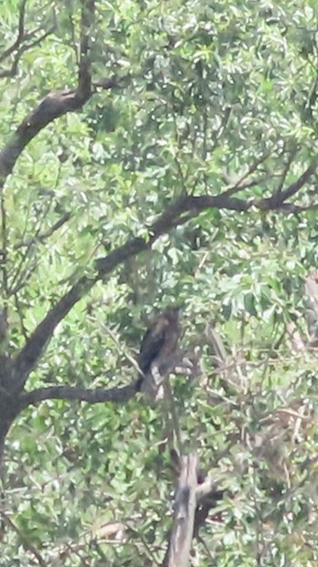 Mon, 7/24/2023 Birding report at Watarase Yusuichi (Wetland)