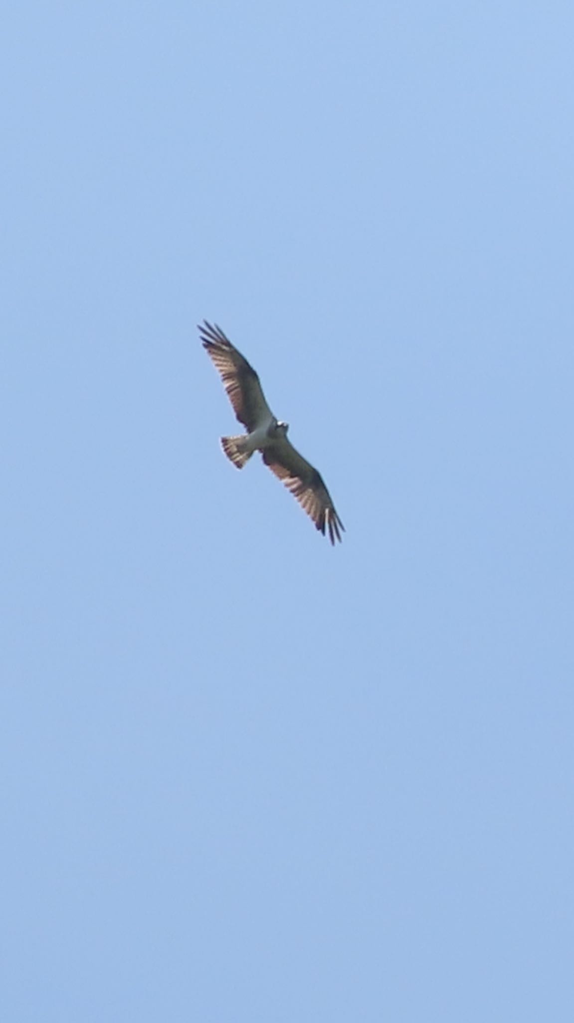 Photo of Osprey at Watarase Yusuichi (Wetland) by takapom