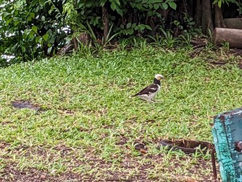 Black-collared Starling ルンピニ公園 Sun, 7/23/2023