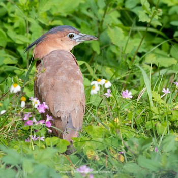 Malayan Night Heron Ishigaki Island Sun, 3/12/2023