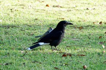 Pied Currawong シドニー Sun, 7/1/2018