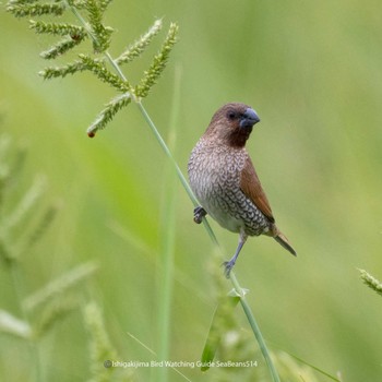 Scaly-breasted Munia Ishigaki Island Sun, 5/14/2023