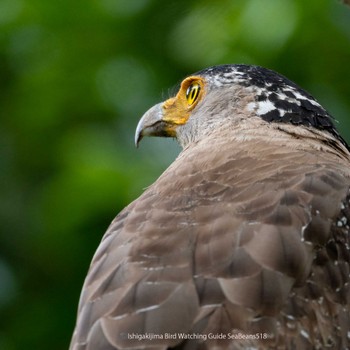 Crested Serpent Eagle Ishigaki Island Thu, 5/18/2023