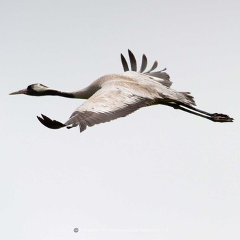 Common Crane Ishigaki Island Thu, 5/18/2023