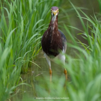 Chinese Pond Heron Ishigaki Island Wed, 5/3/2023