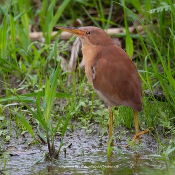 Cinnamon Bittern Ishigaki Island Mon, 5/8/2023