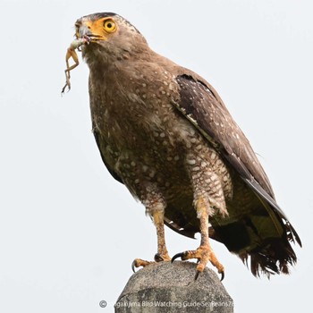 Crested Serpent Eagle Ishigaki Island Sat, 7/8/2023