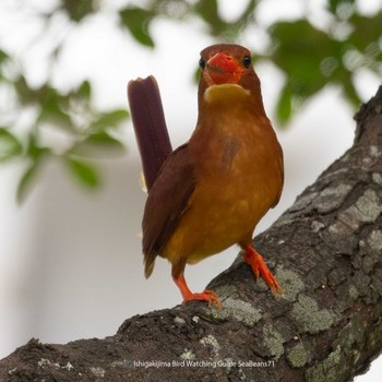 Ruddy Kingfisher(bangsi) Ishigaki Island Sat, 7/1/2023