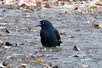 Pied Currawong シドニー Sun, 7/1/2018