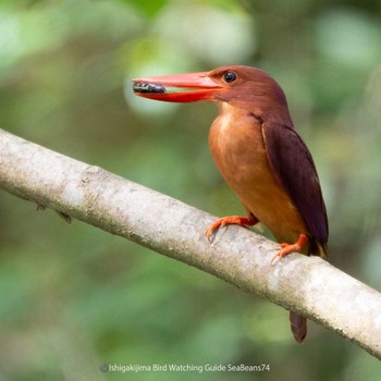 Ruddy Kingfisher(bangsi) Ishigaki Island Tue, 7/4/2023