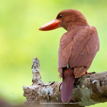 Ruddy Kingfisher(bangsi) Ishigaki Island Sat, 7/1/2023