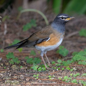 Eyebrowed Thrush Ishigaki Island Mon, 2/6/2023