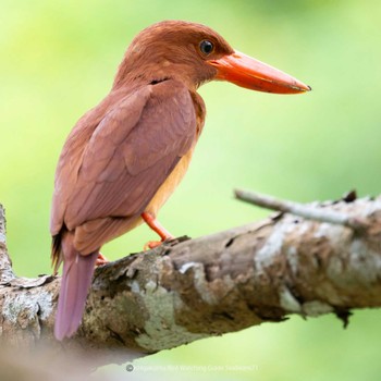 Ruddy Kingfisher(bangsi) Ishigaki Island Sat, 7/1/2023