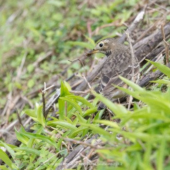 Water Pipit Ishigaki Island Fri, 2/17/2023