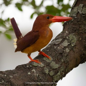 Ruddy Kingfisher(bangsi) Ishigaki Island Sat, 7/1/2023