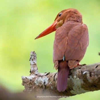 Ruddy Kingfisher(bangsi) Ishigaki Island Sat, 7/1/2023