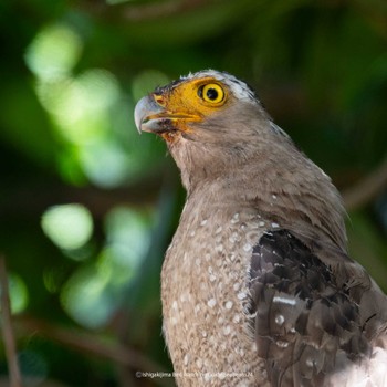 Crested Serpent Eagle Ishigaki Island Tue, 7/4/2023