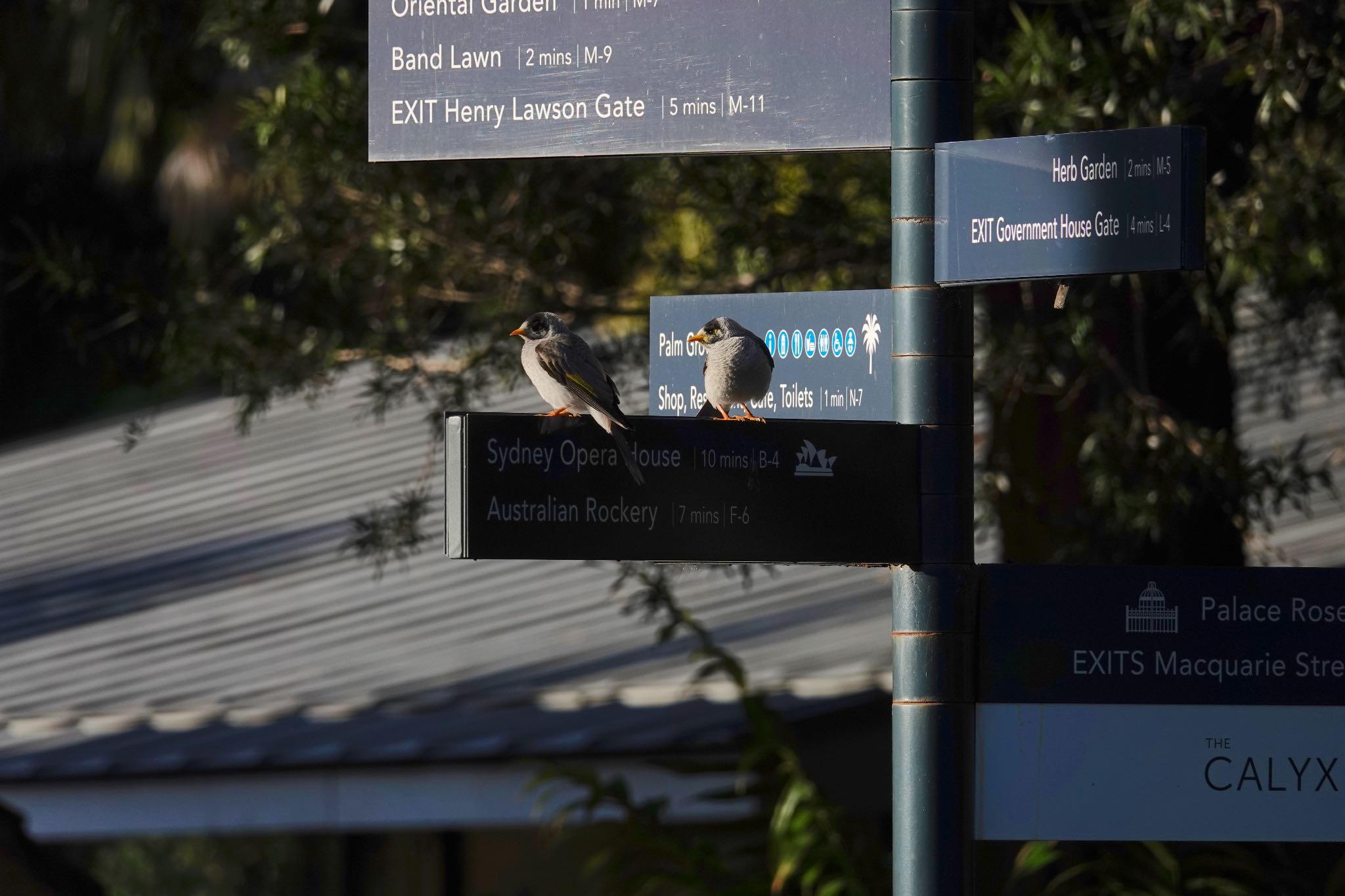 Photo of Noisy Miner at シドニー by のどか