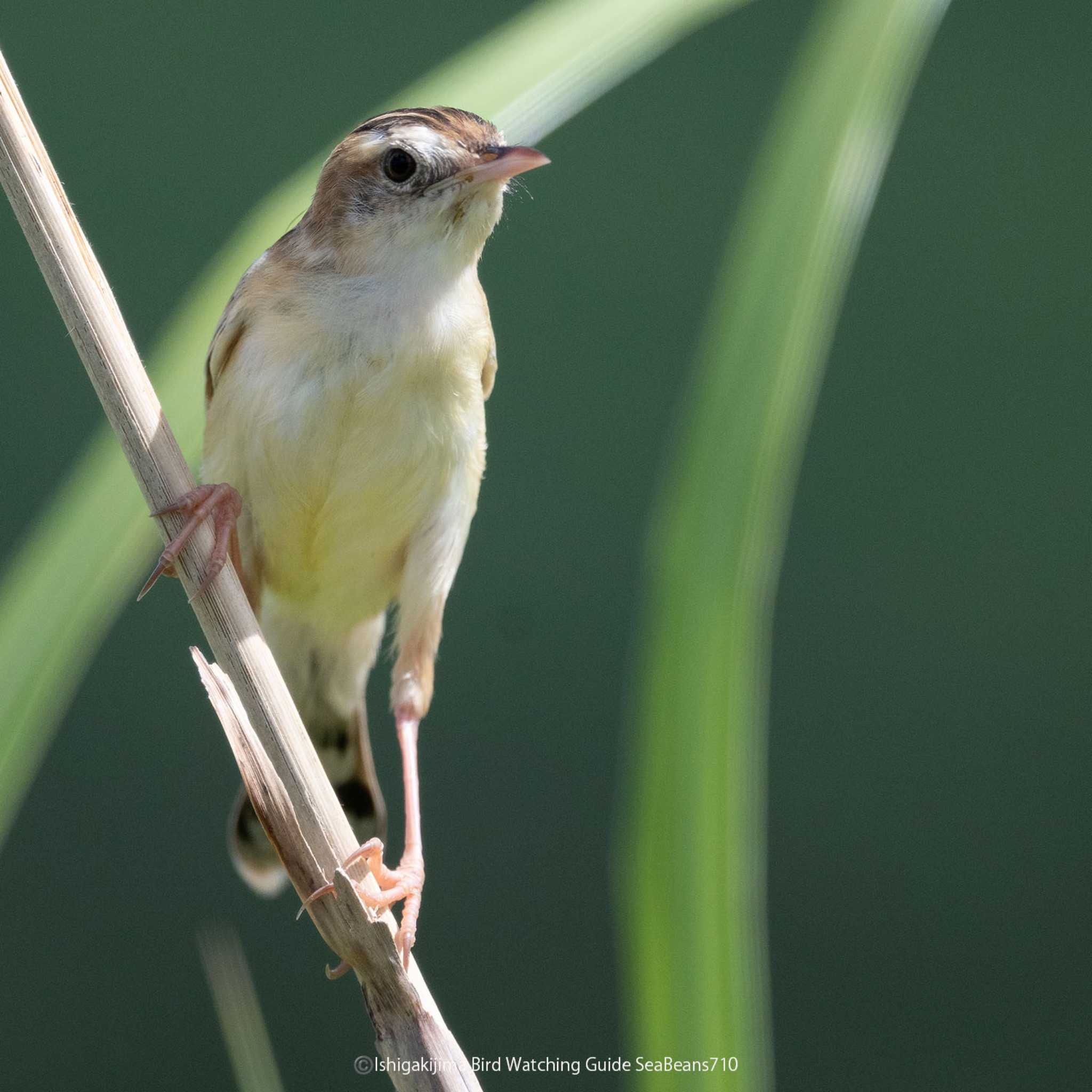 Photo of Zitting Cisticola at  by 石垣島バードウオッチングガイドSeaBeans