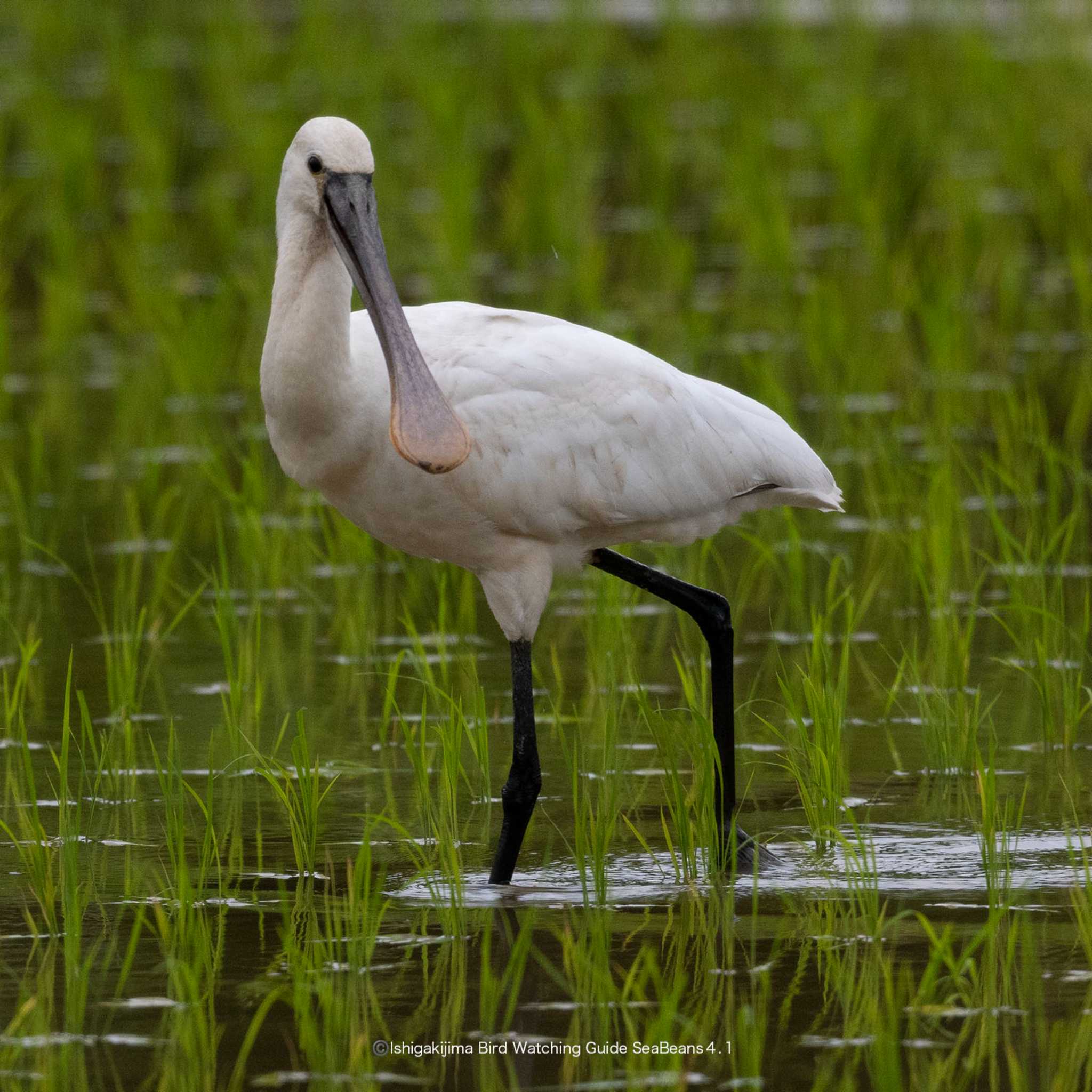 Photo of Eurasian Spoonbill at Ishigaki Island by 石垣島バードウオッチングガイドSeaBeans