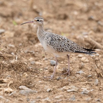 Little Curlew Ishigaki Island Thu, 4/20/2023