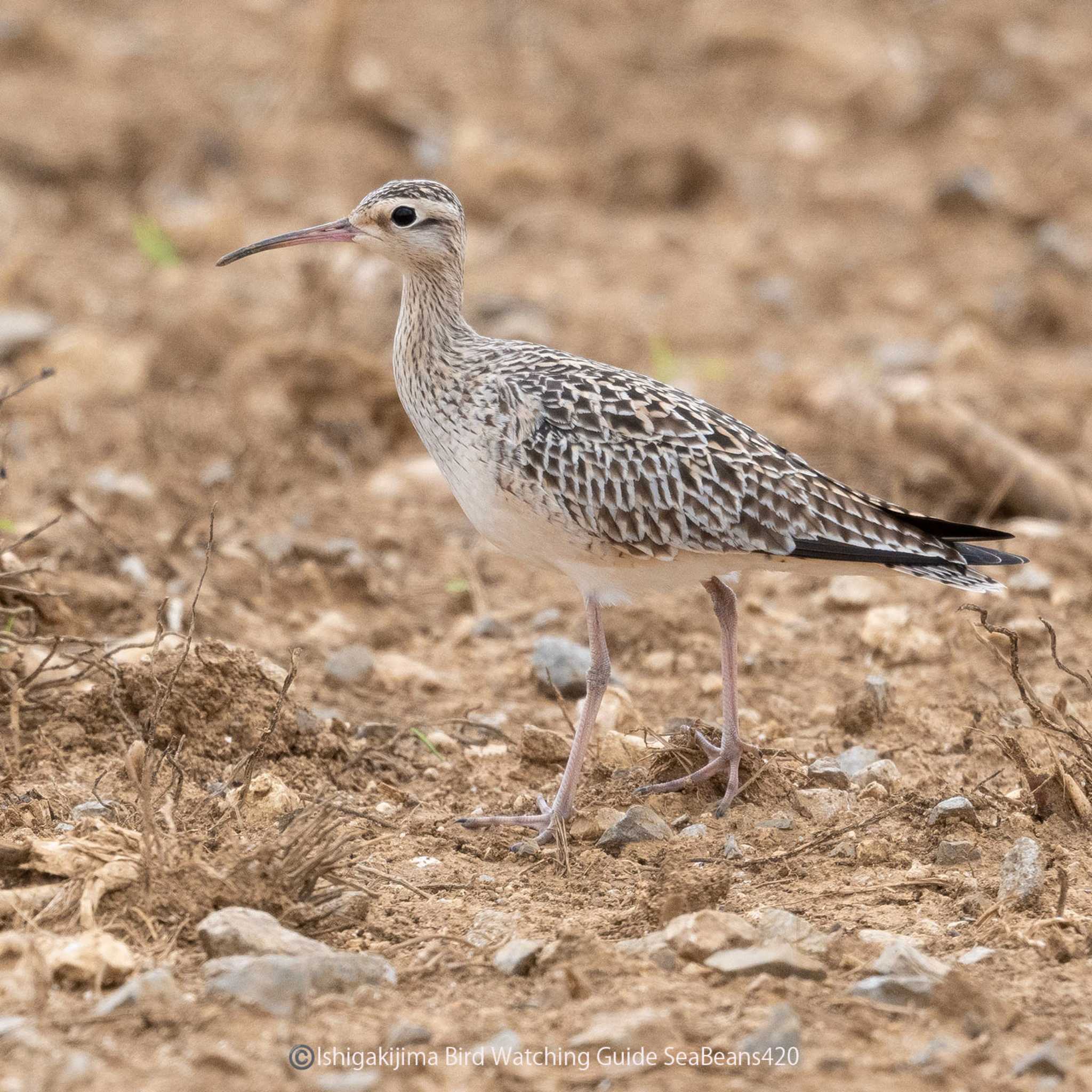 Photo of Little Curlew at Ishigaki Island by 石垣島バードウオッチングガイドSeaBeans