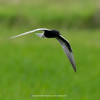 White-winged Tern Ishigaki Island Sun, 5/14/2023