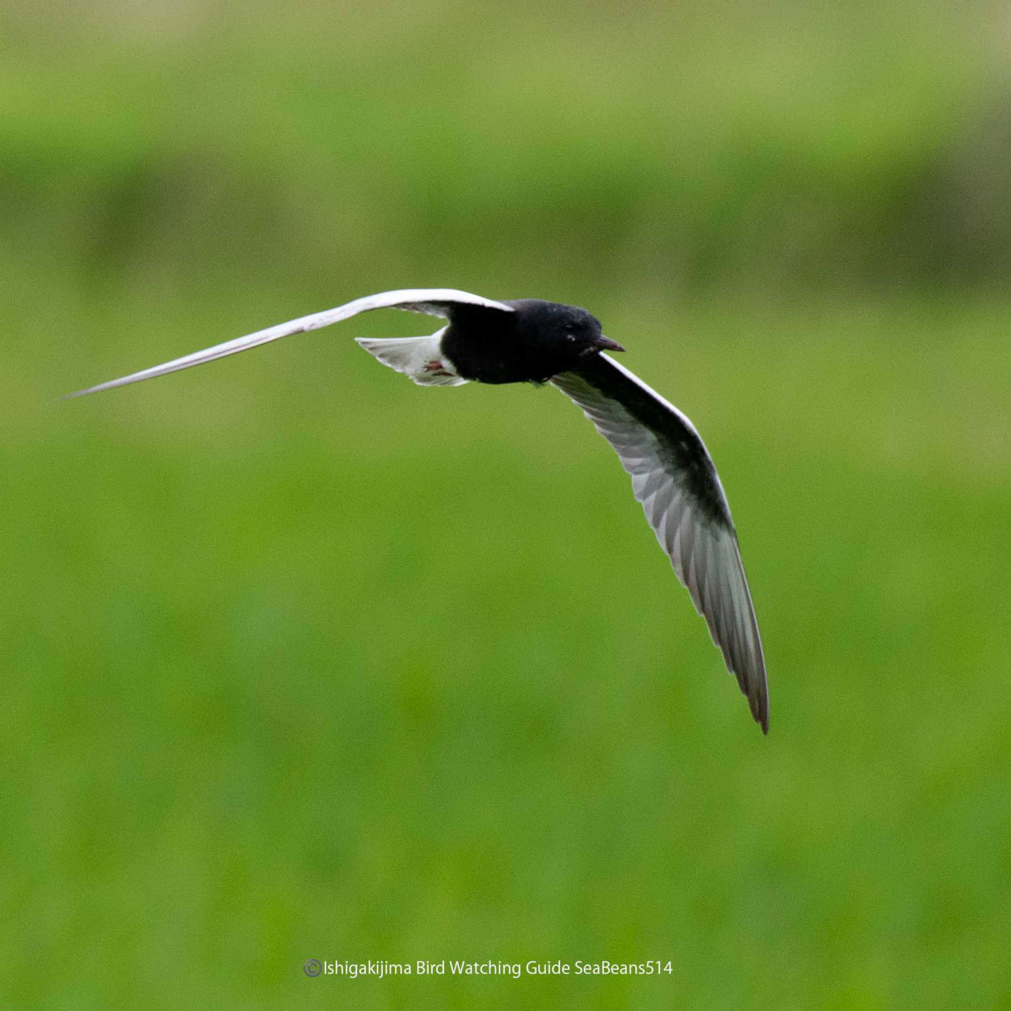 Photo of White-winged Tern at Ishigaki Island by 石垣島バードウオッチングガイドSeaBeans