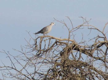 Ring-necked Dove