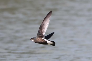 White-throated Needletail Unknown Spots Mon, 7/24/2023