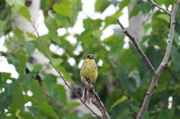 Sat, 7/15/2023 Birding report at 白金温泉