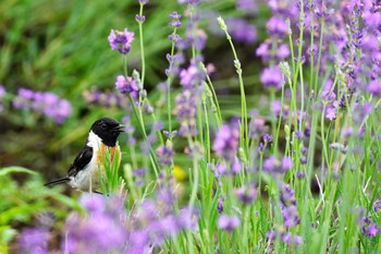 2023年7月15日(土) 上富良野の野鳥観察記録